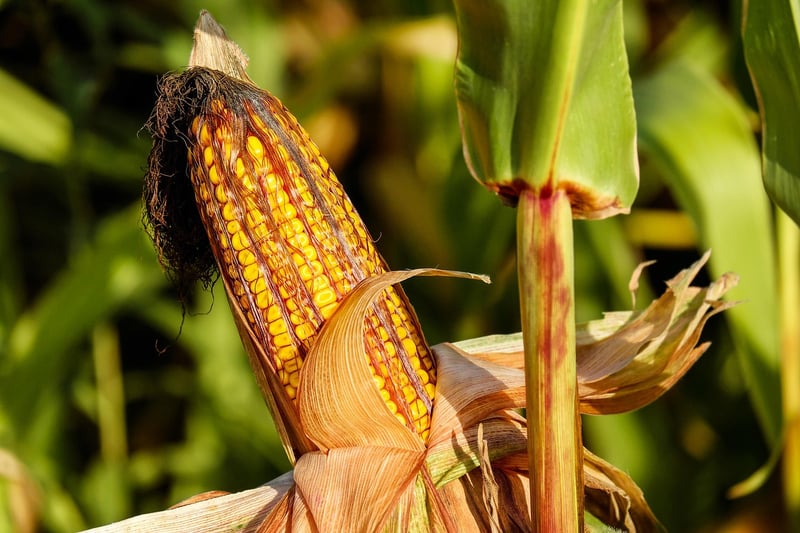 Harvest