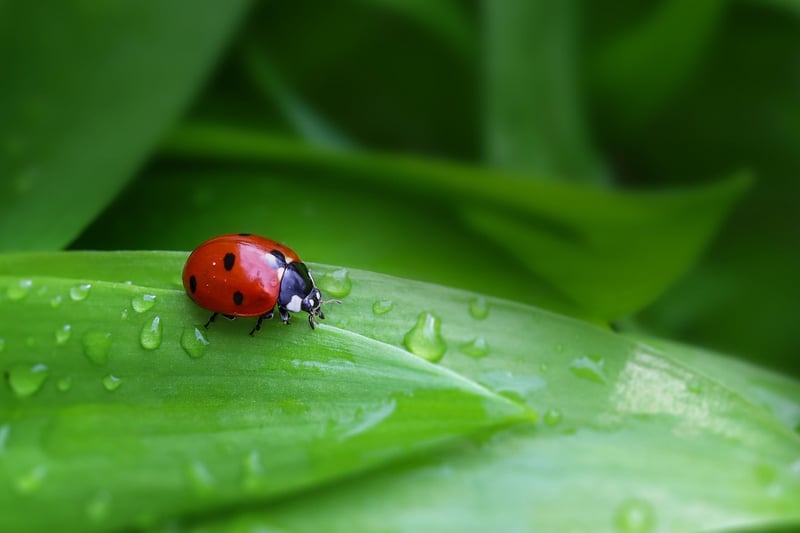 Ladybug for Pest Control