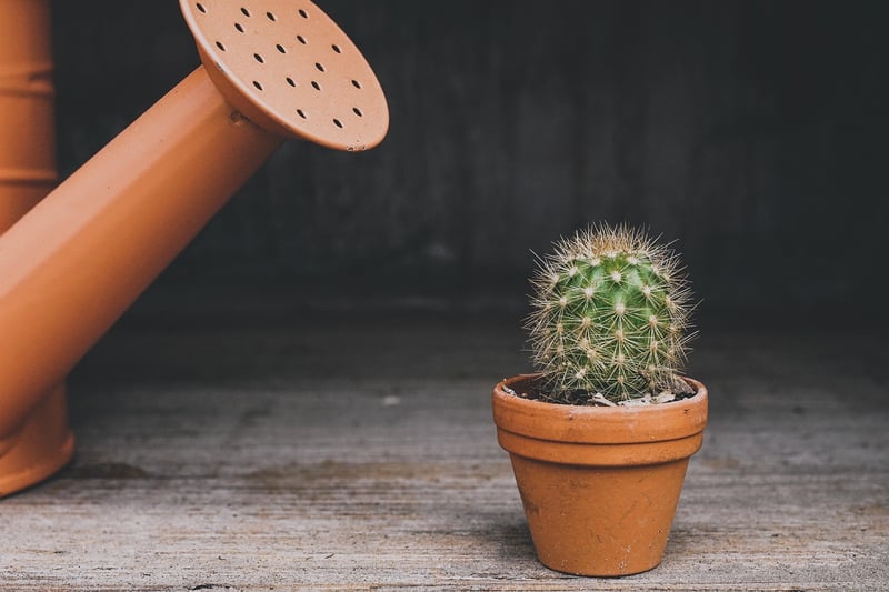 Indoor Plant Stands