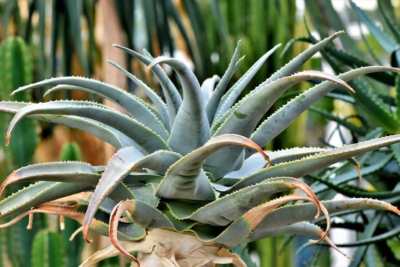 Succulent Arrangement